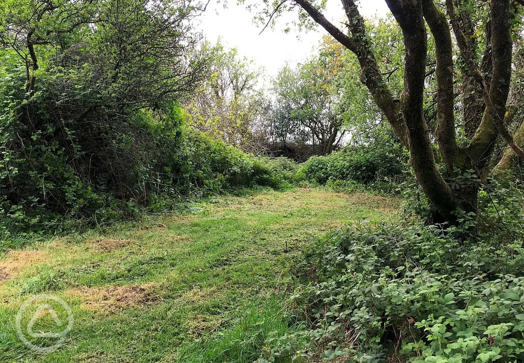 Non electric woodland tent pitch