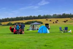 Spacious grass pitches