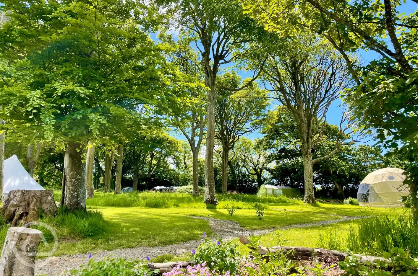 Glamping units in the woodland