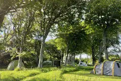 Woodland grass pitches - optional electric Woodland grass pitches - optional electric