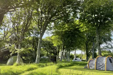 Woodland grass pitches - optional electric