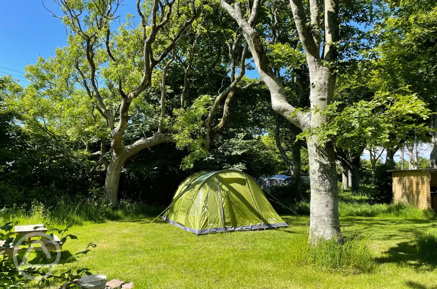 Woodland grass pitches - optional electric