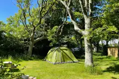 Woodland grass pitches - optional electric Woodland grass pitches - optional electric