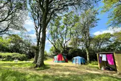 Woodland grass pitches - optional electric Woodland grass pitches - optional electric