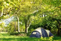 Woodland grass pitches - optional electric Woodland grass pitches - optional electric