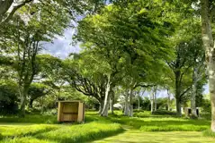 Woodland grass pitches - optional electric Woodland grass pitches - optional electric