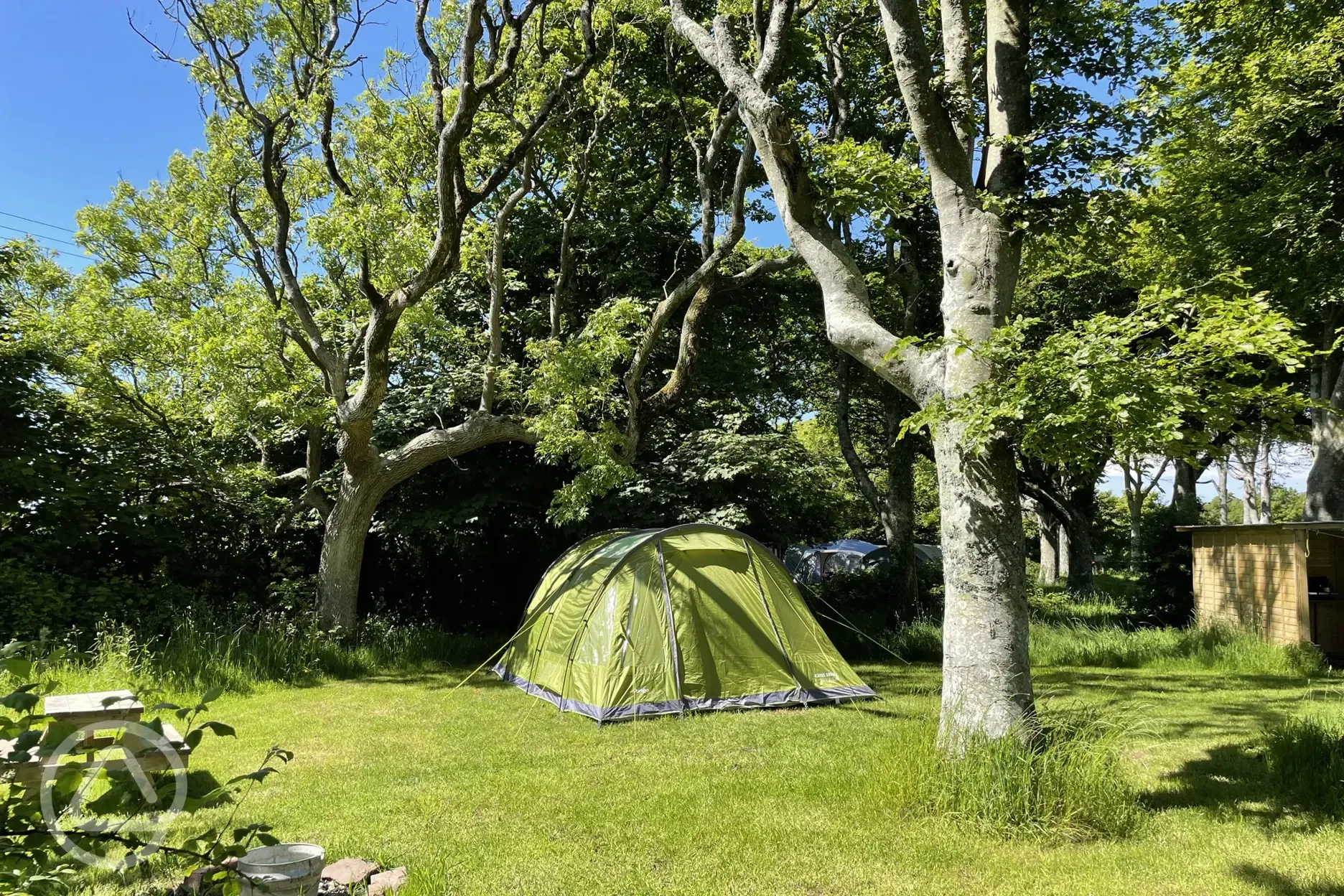 Woodland grass pitches - optional electric