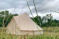 Blackberry bell tent Blackberry bell tent