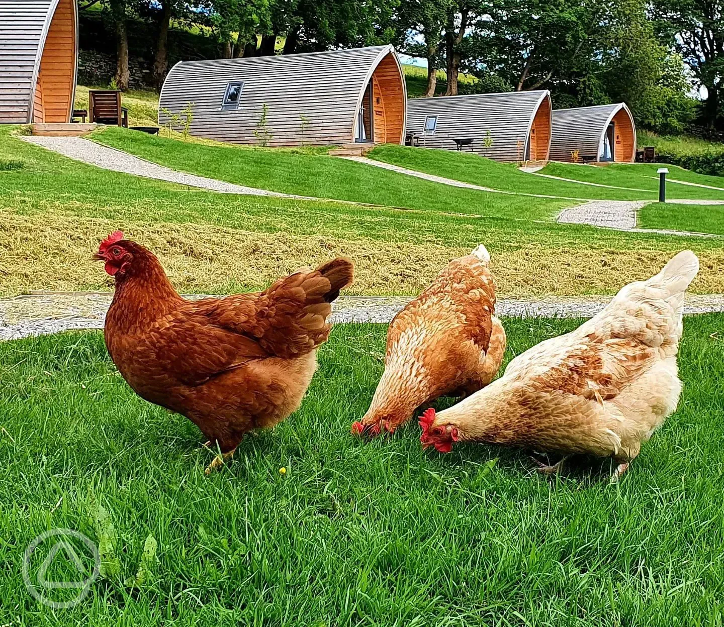 Chickens on site