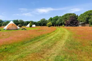 Firecrest Valley Camping and Glamping, Llandysul, Carmarthenshire (10.7 miles)