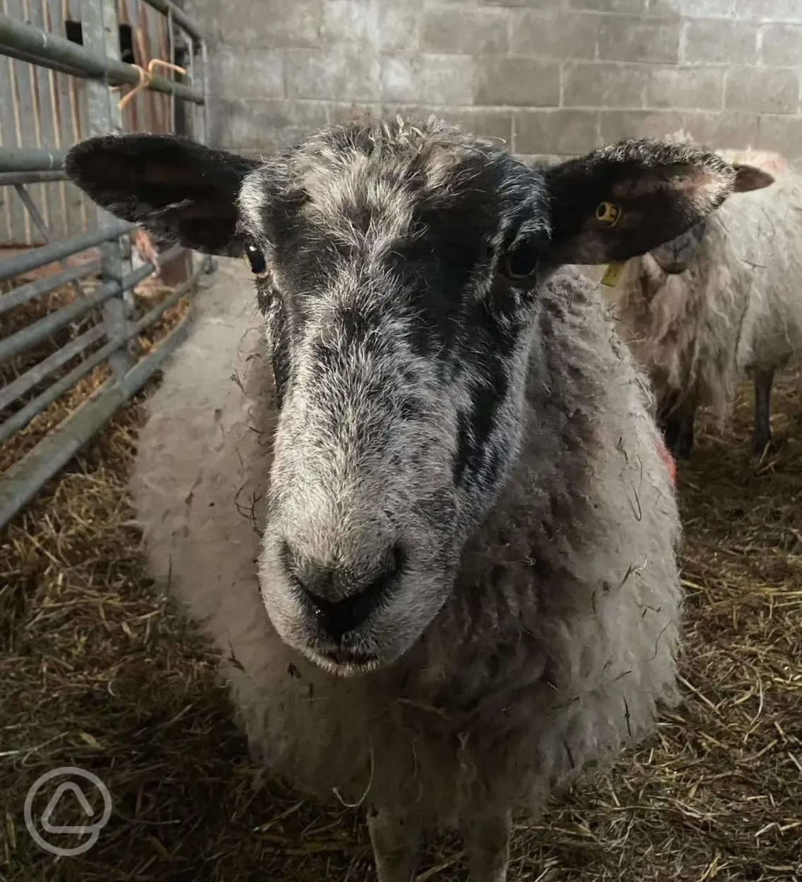 Sheep on site