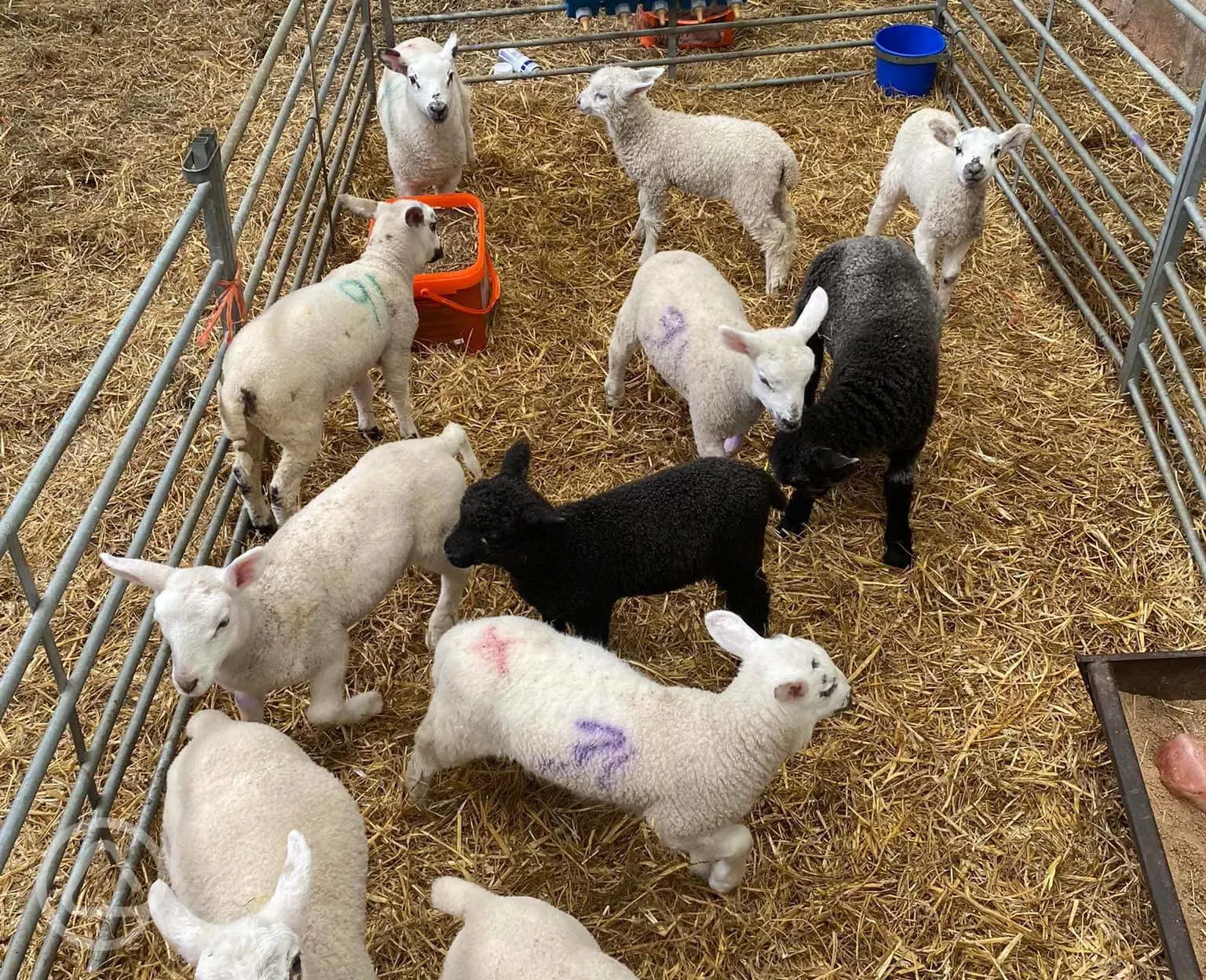 Lambs on site