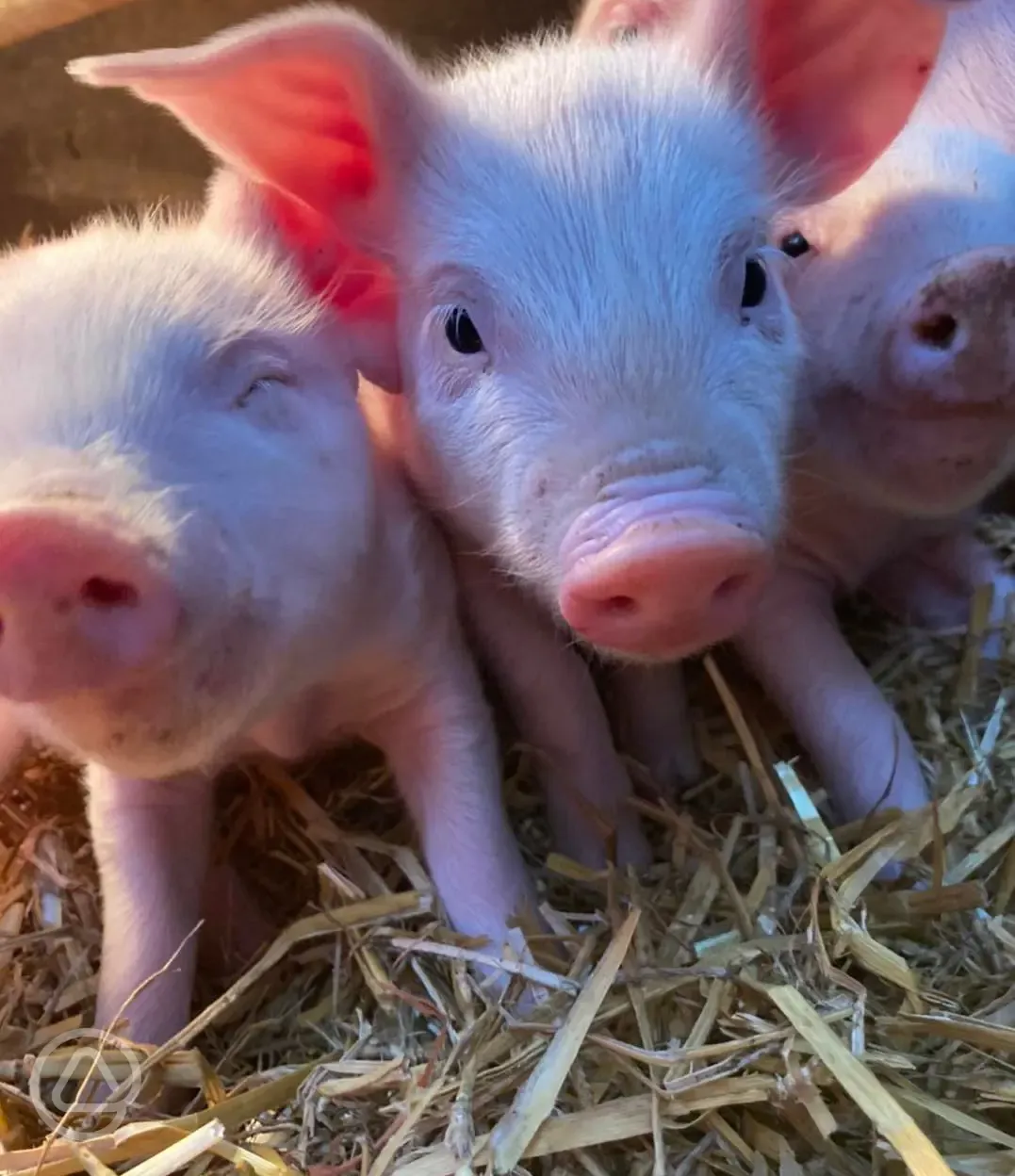 Farm pigs