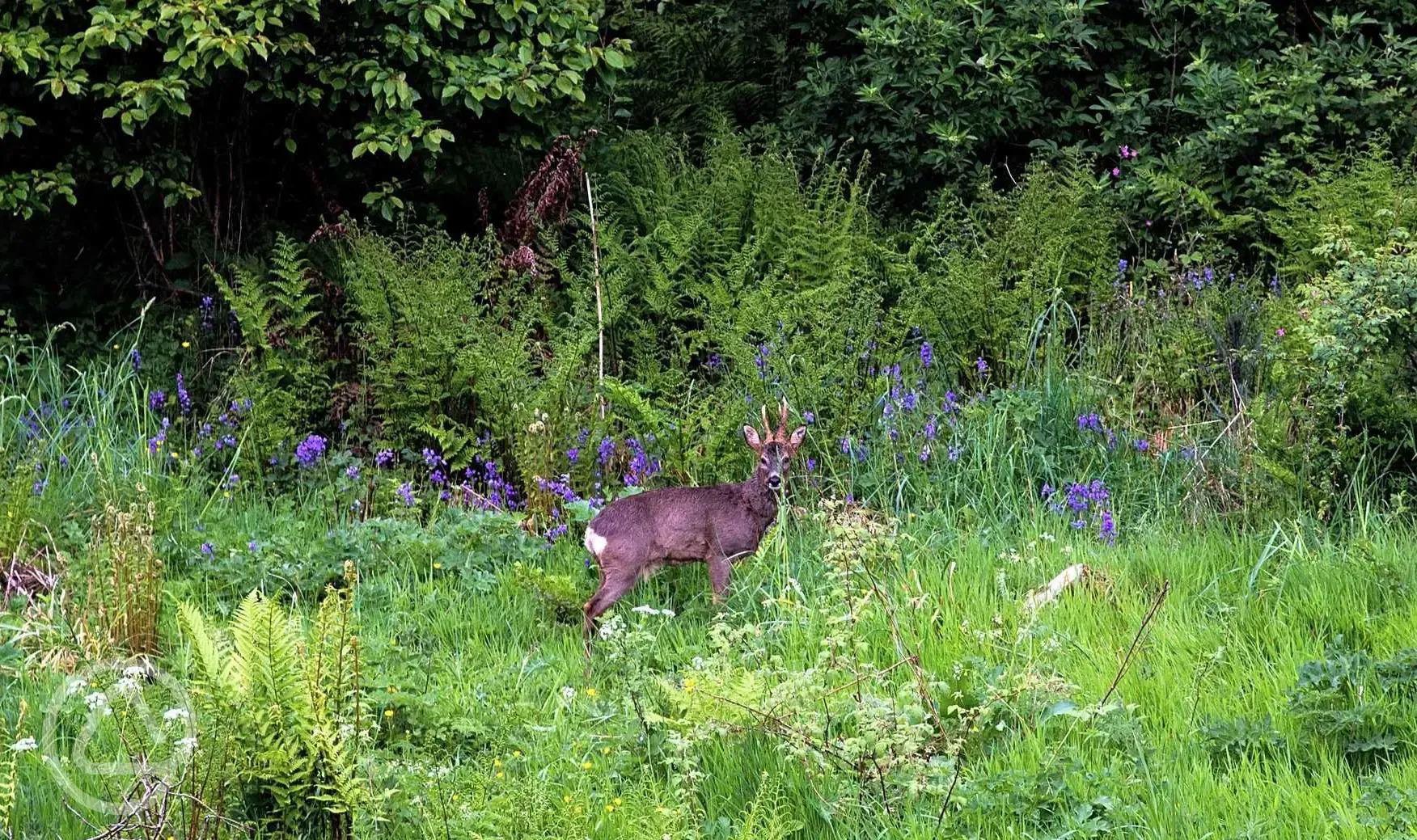 Visiting wildlife