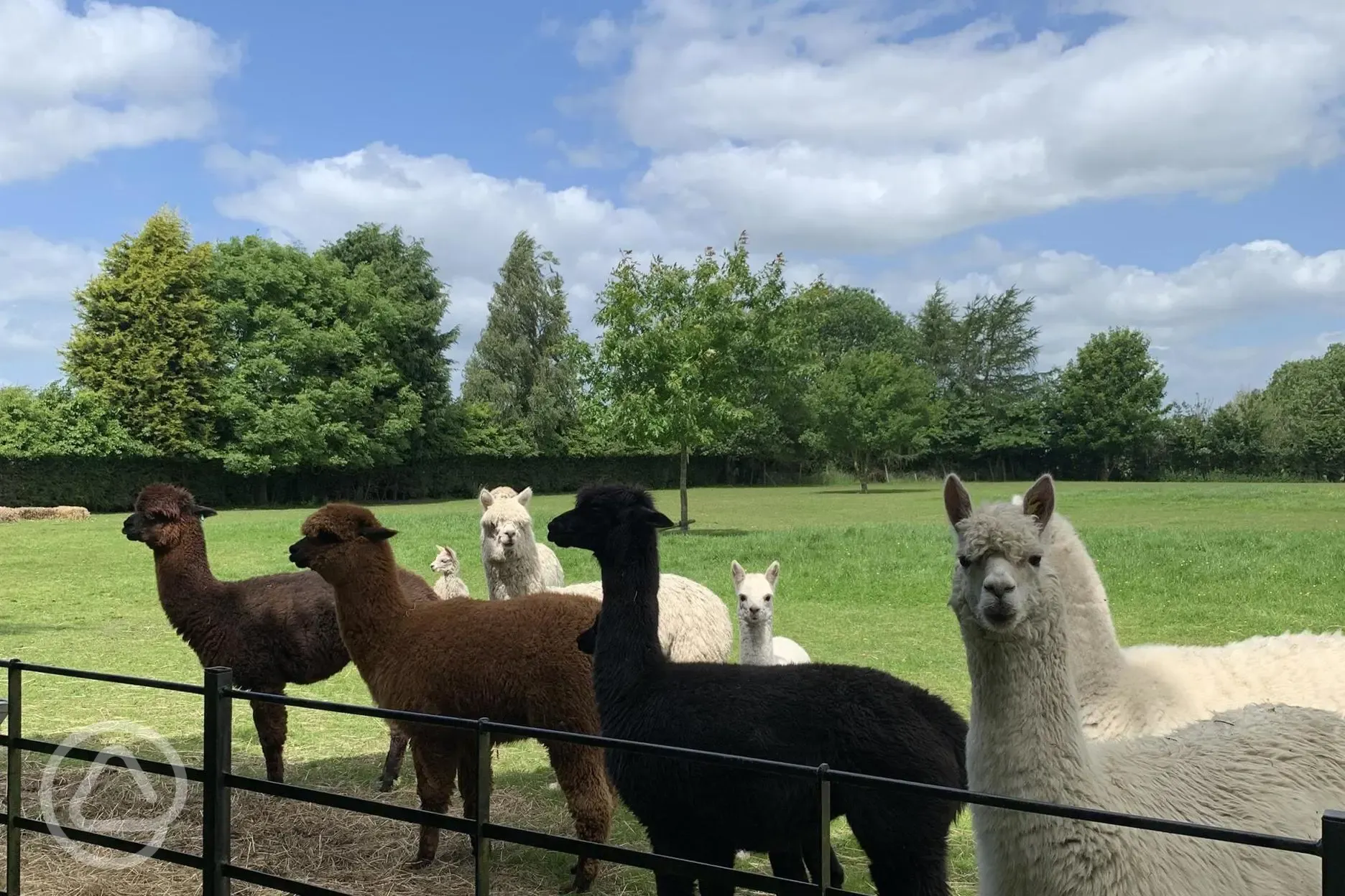 Alpacas