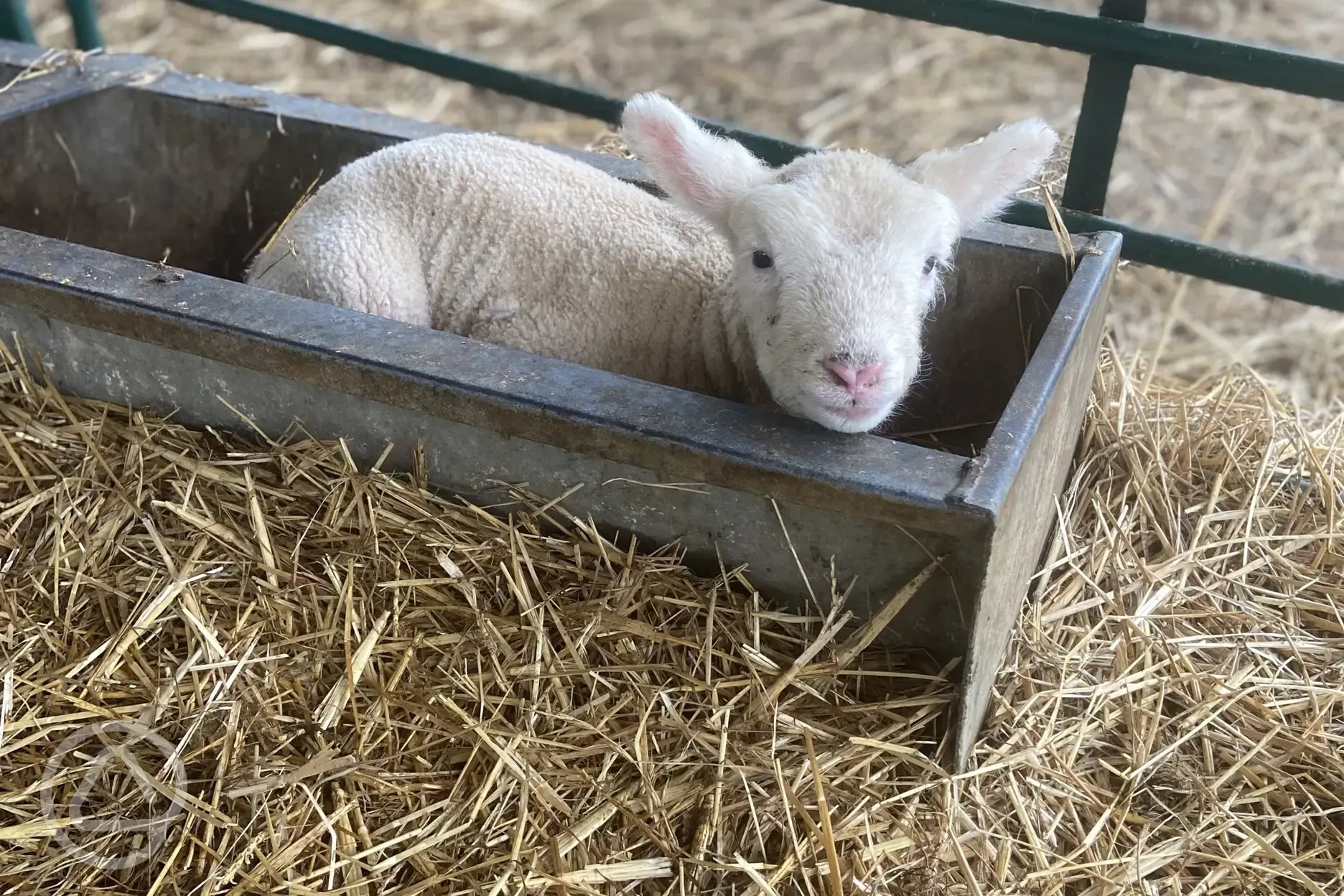 Lambing time on the farm 