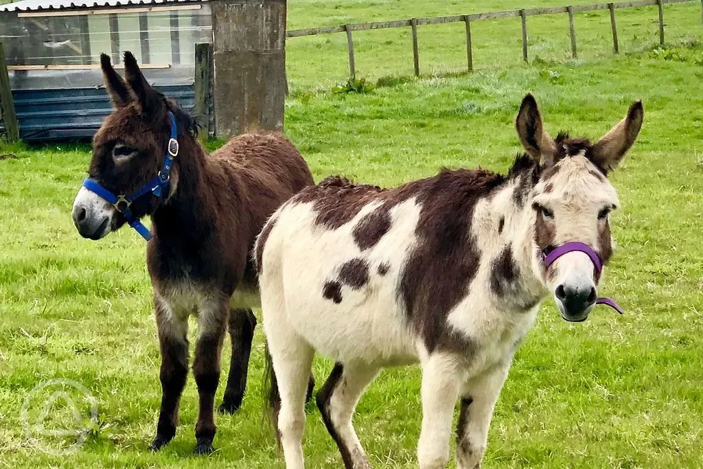 Onsite donkeys