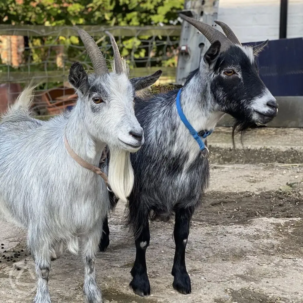 Onsite goats