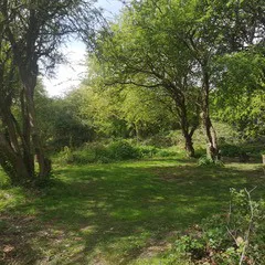 Grass tent pitches
