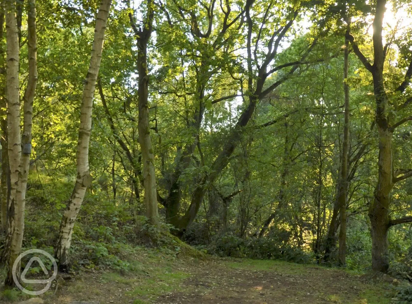 Small woodland tent pitches (family friendly)