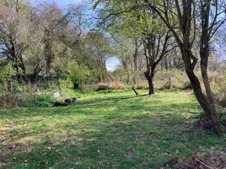 Grass tent pitches