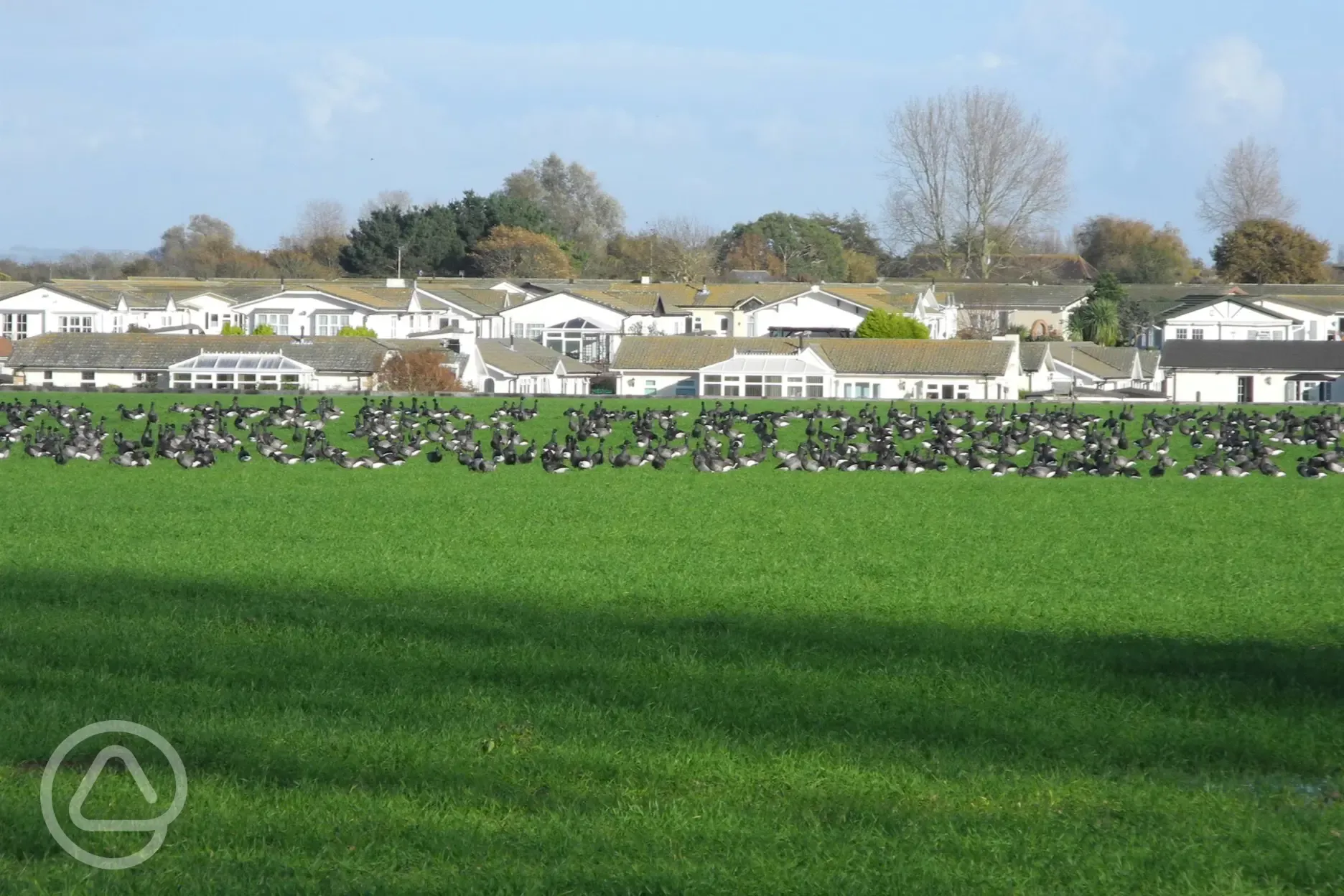 Geese on Mill Farm field