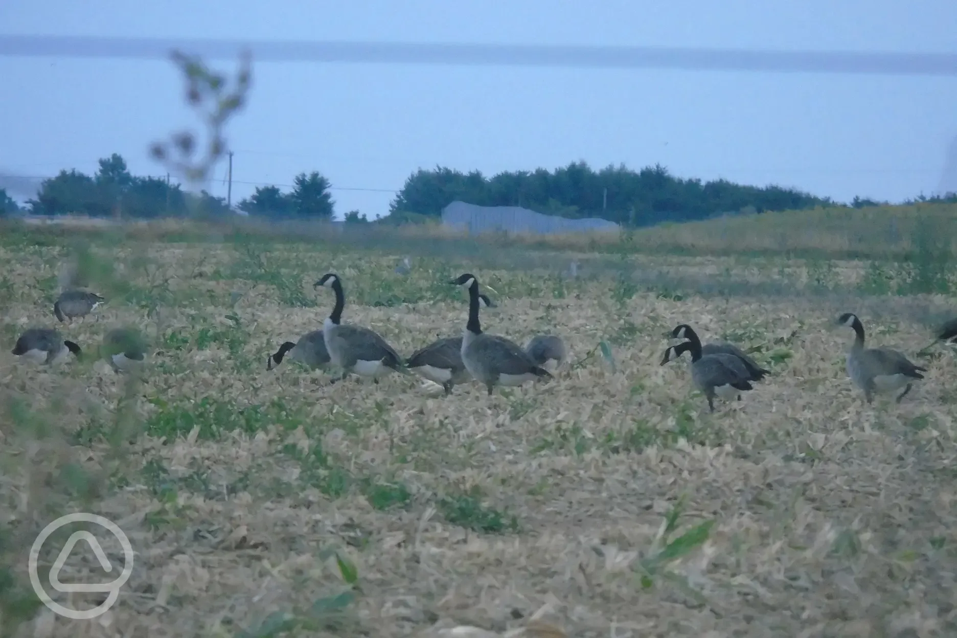 Brent geese on south side field