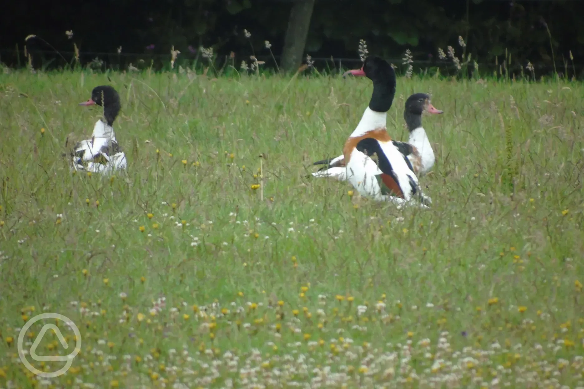 Shell ducks, field 2