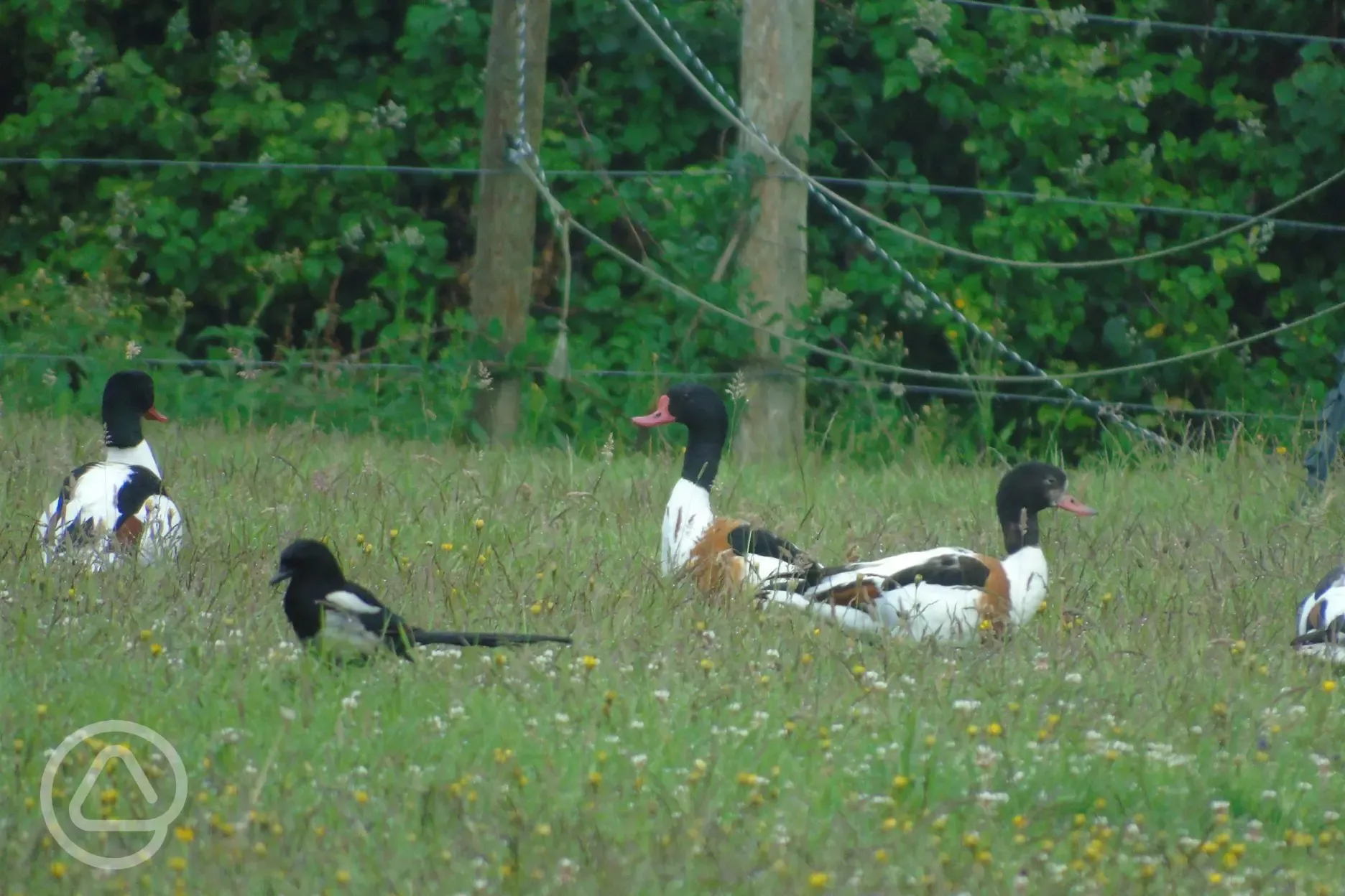 Shell ducks and Magpie, field 2