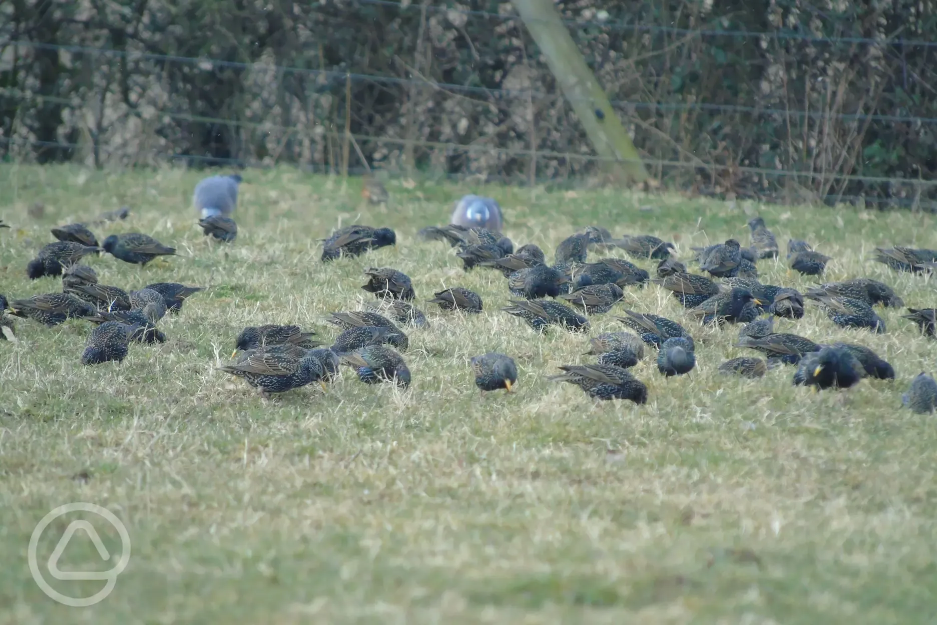 Starling on boundry of field 3