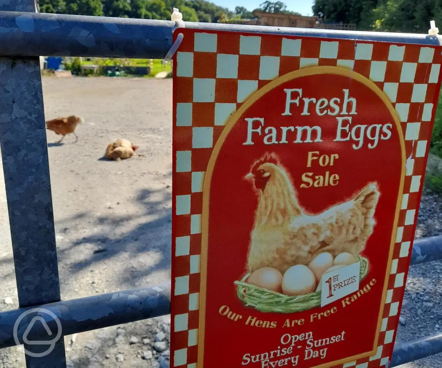 Free range eggs for sale!