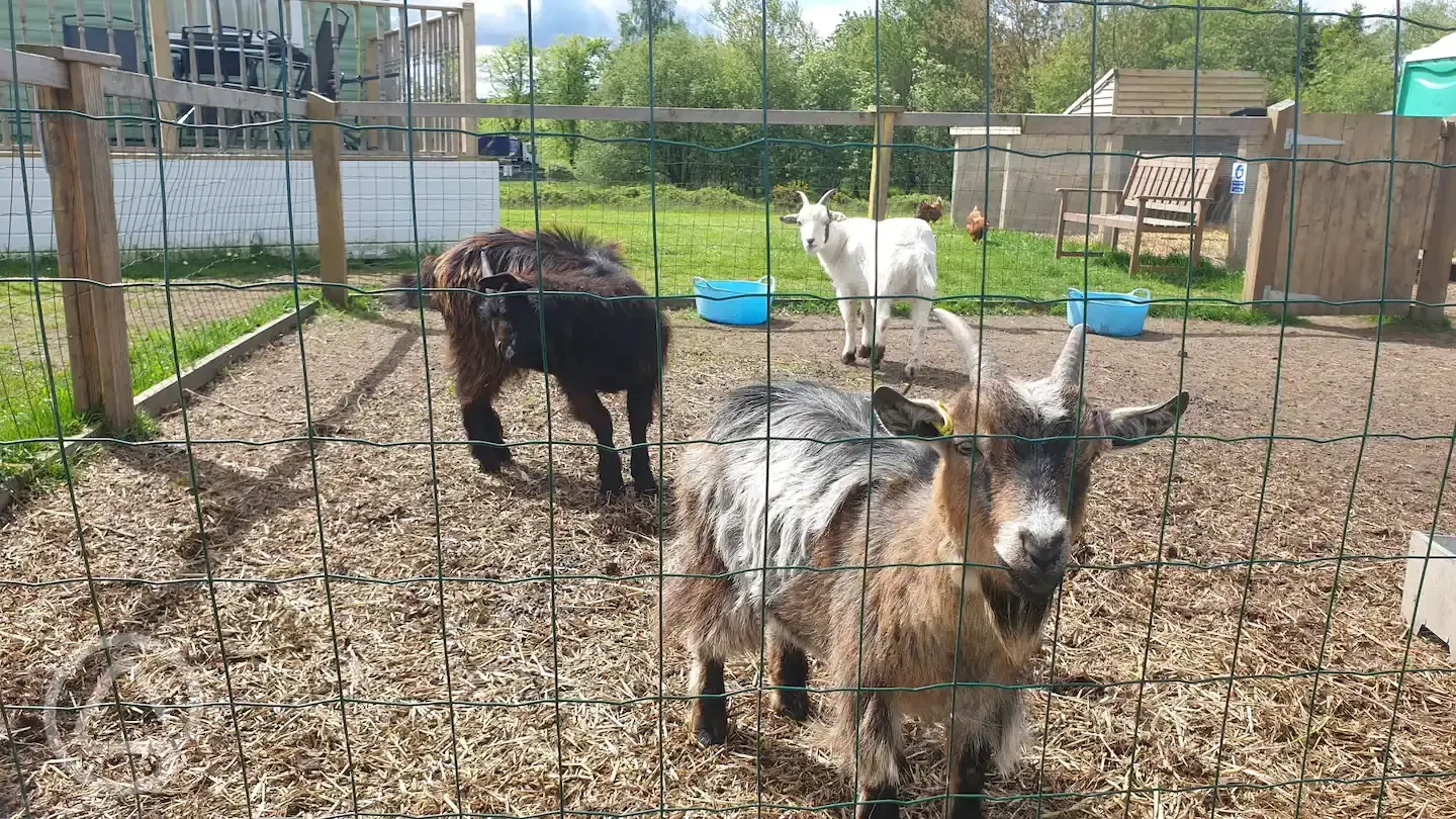Resident goats