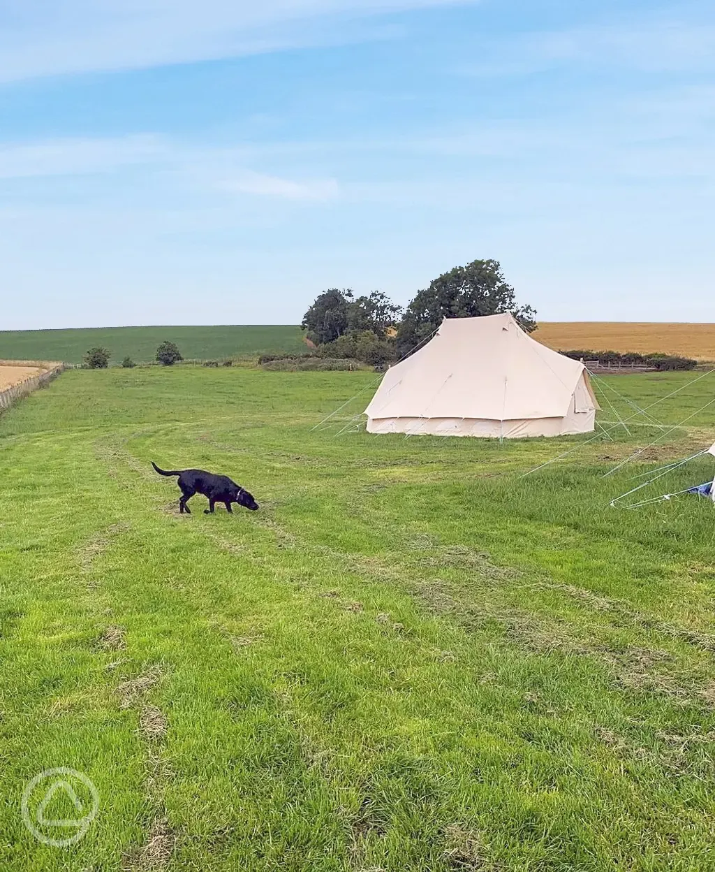Bell tent on field with dog