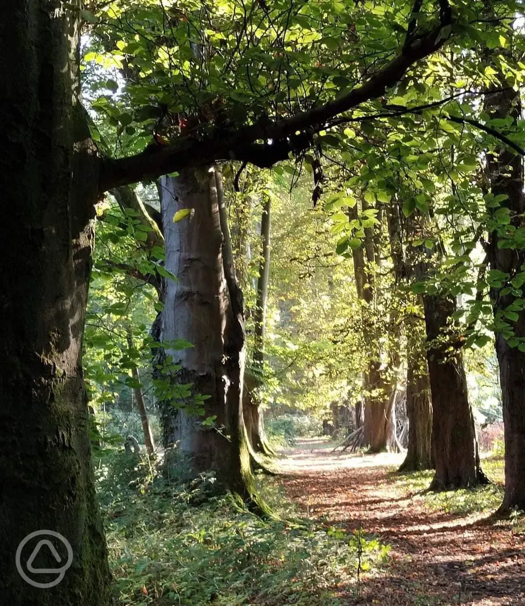 Surrounding woodland