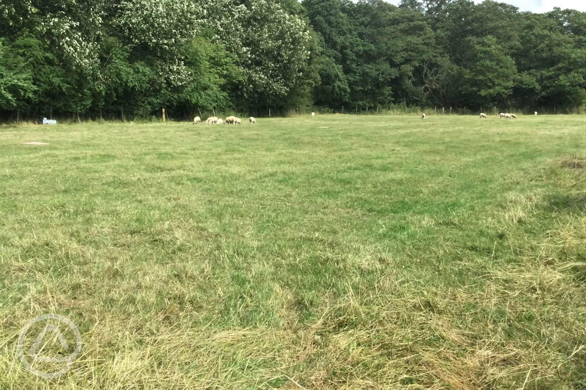 Camping field with sheep 