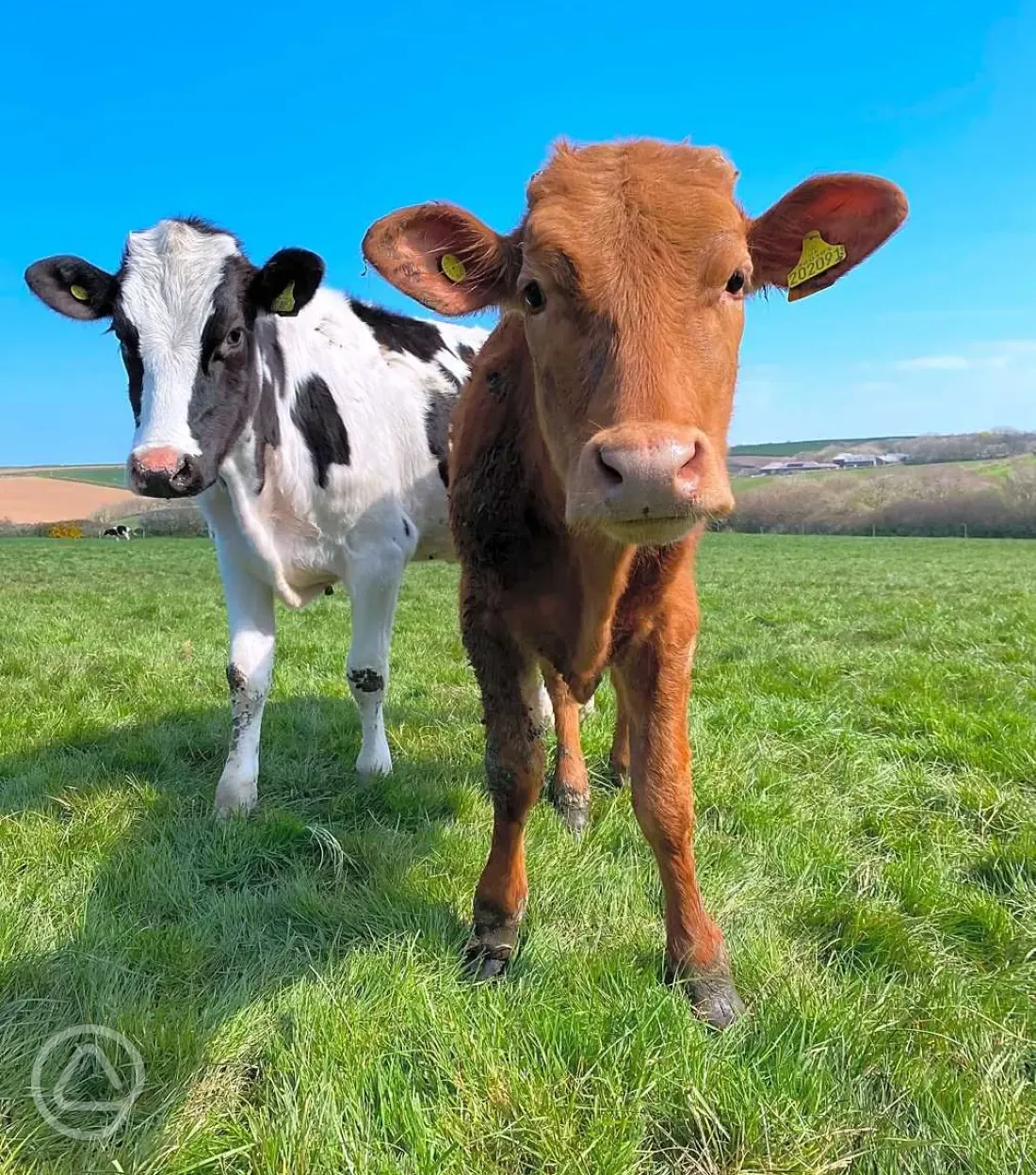 Dairy farm cows