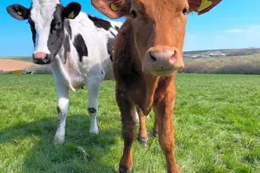 Cows