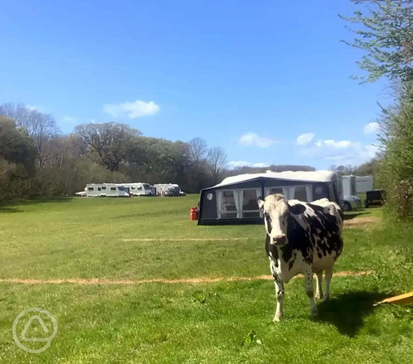 Non electric grass pitches with visiting cows