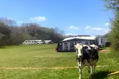 Non electric grass pitches with visiting cows Non electric grass pitches with visiting cows