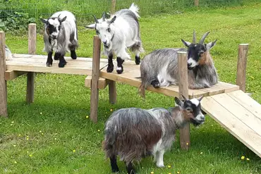 Pygmy goats