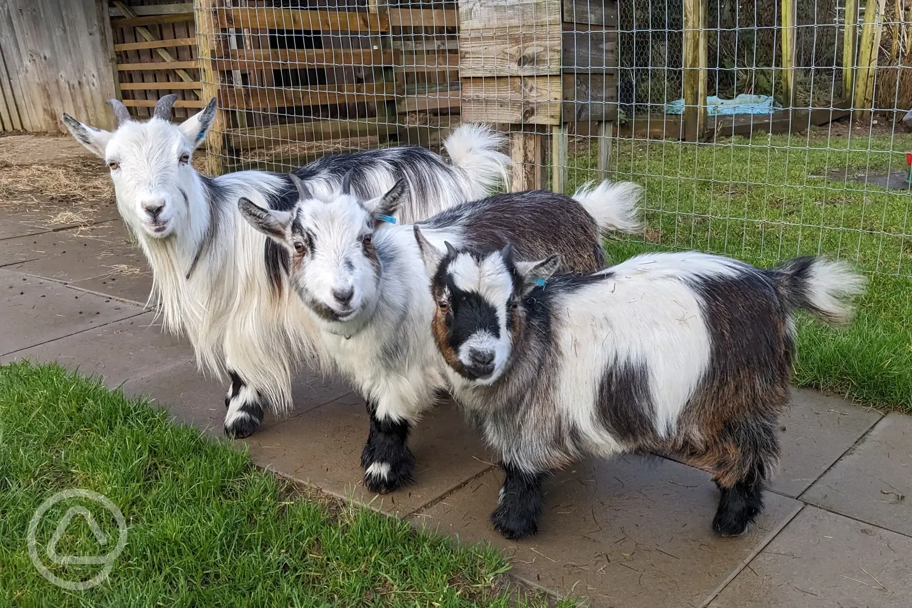 Pygmy goats