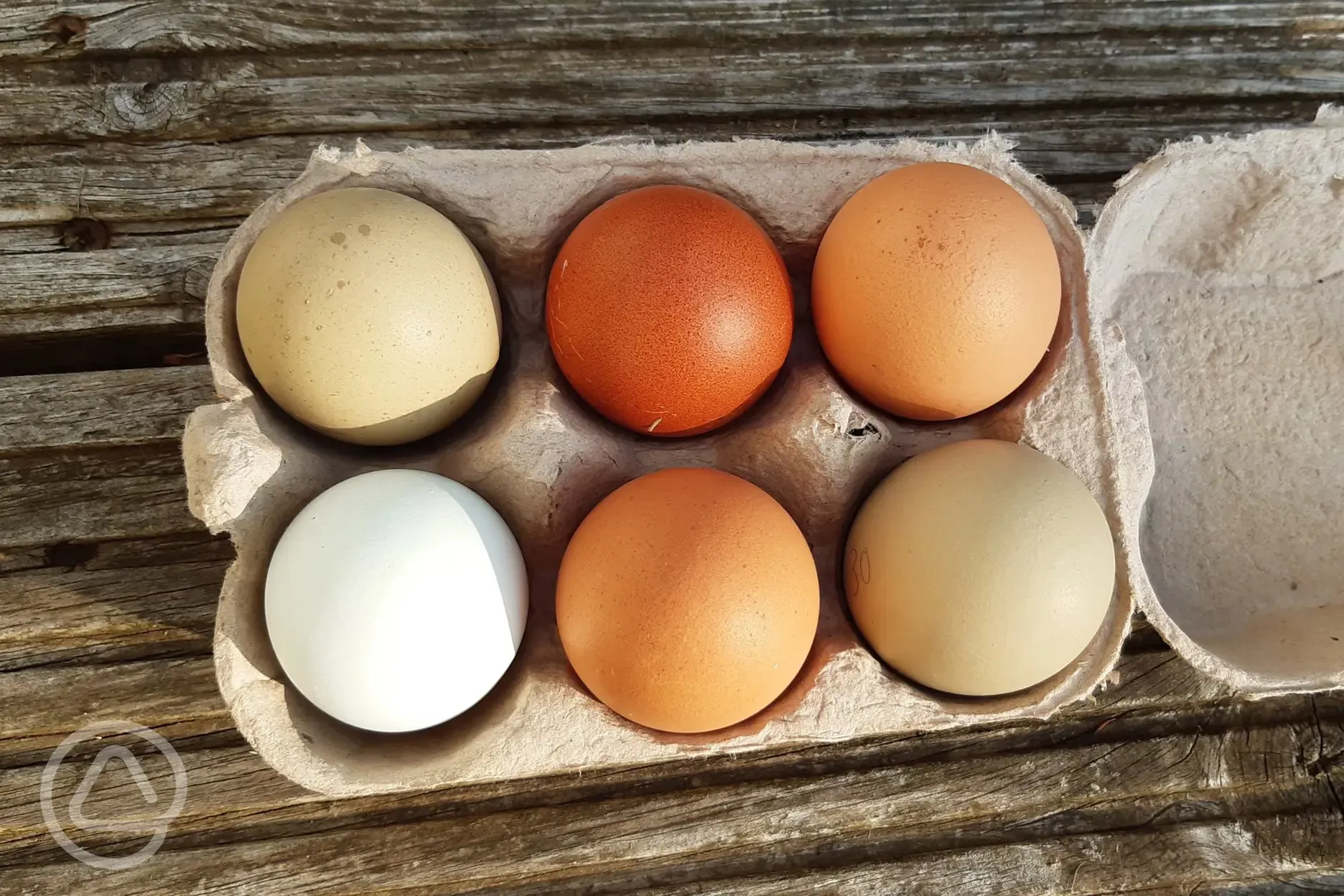 Fresh eggs for sale 