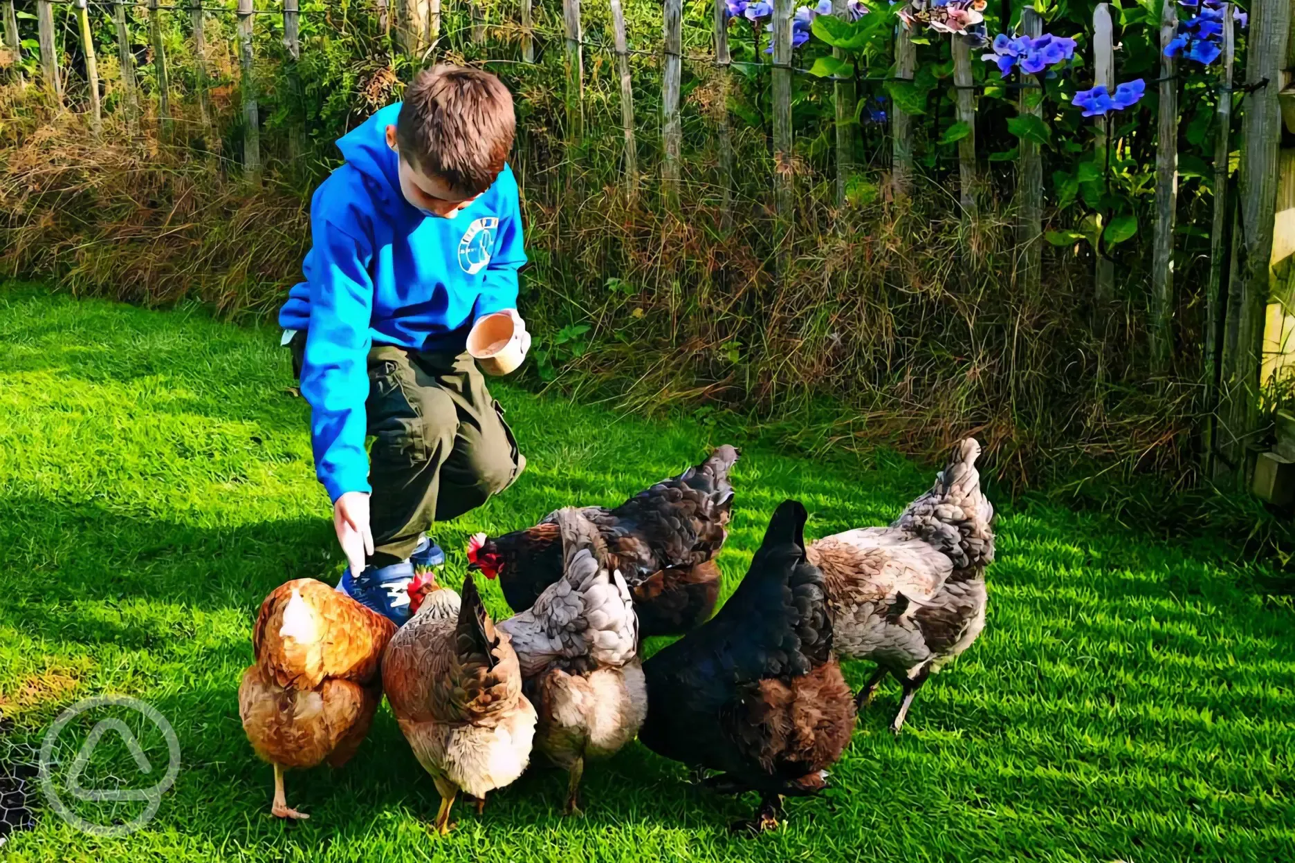 Feeding the chickens