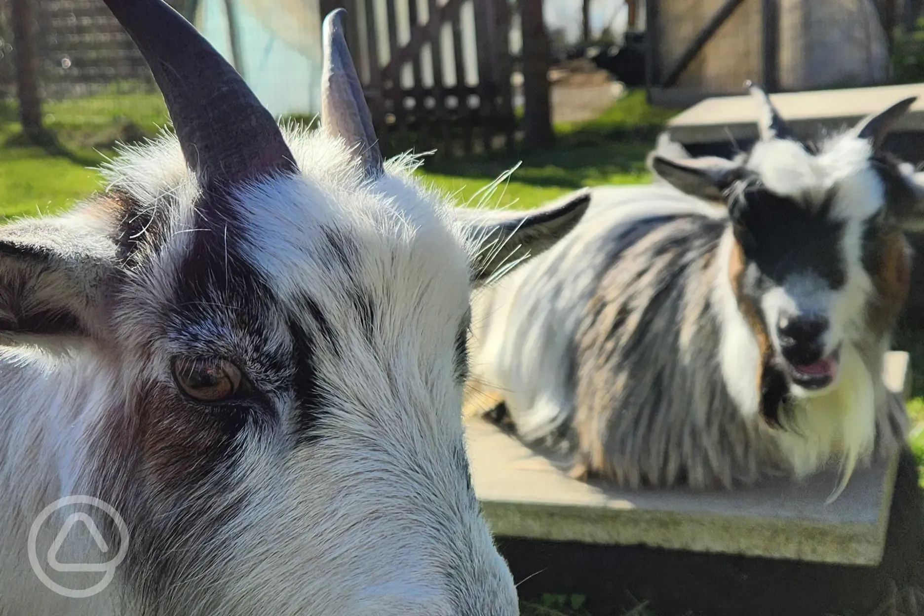 Pygmy goats