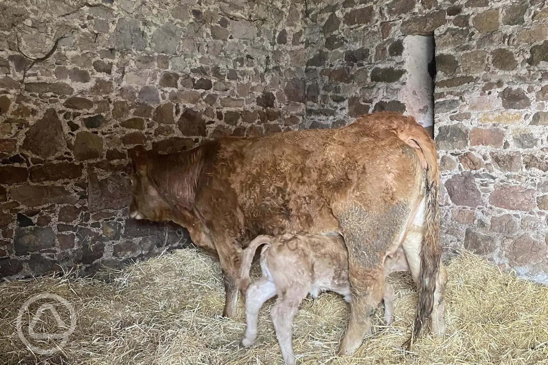 Newborn calf hiding from mum