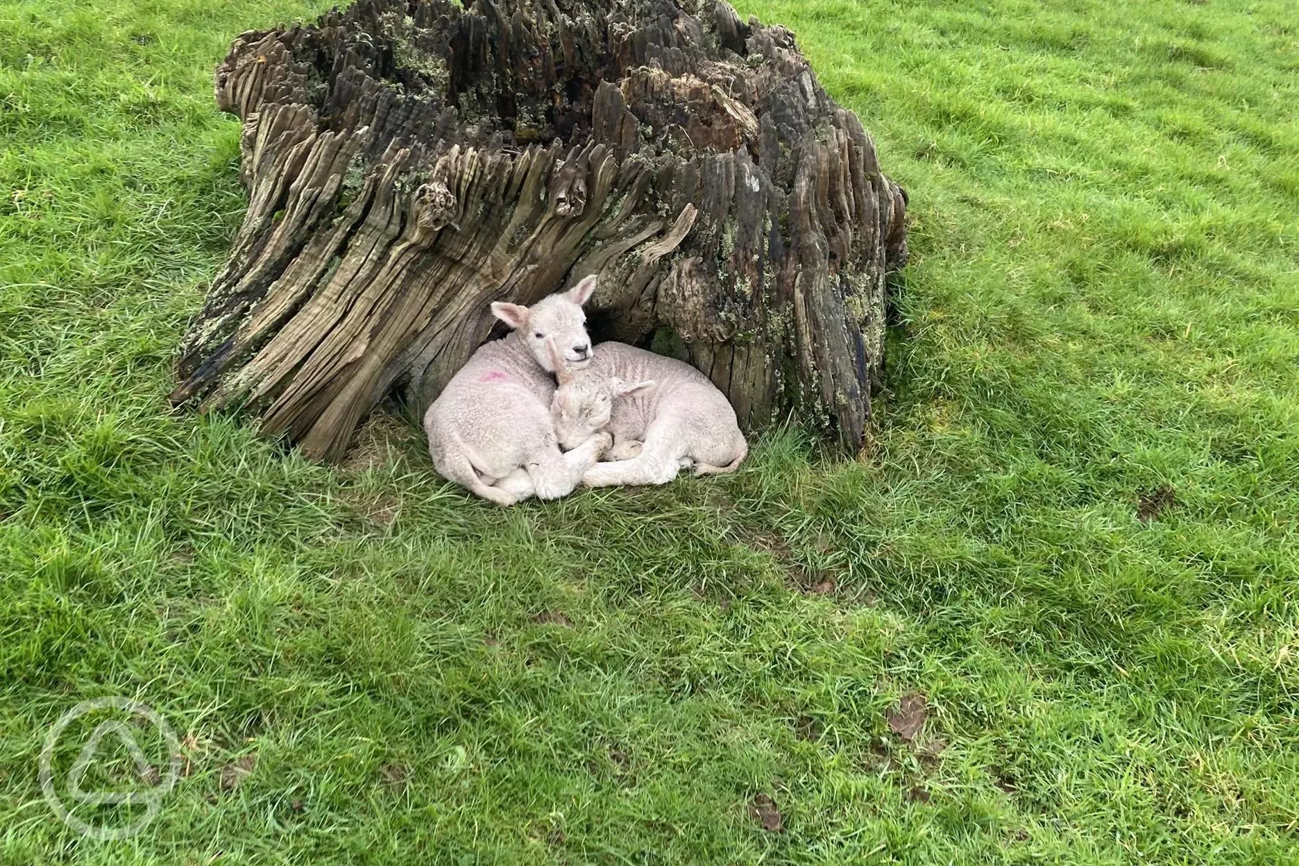 Our newborn lambs taking a much needed nap 