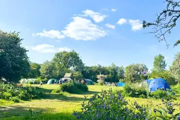 Non electric grass tent pitches at The Wildings Campsite (car free field)