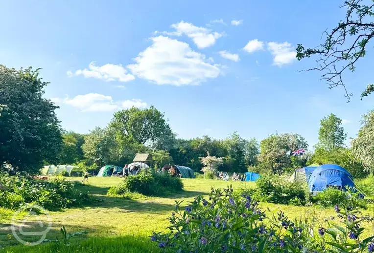 Non electric grass tent pitches at The Wildings Campsite (car free field)