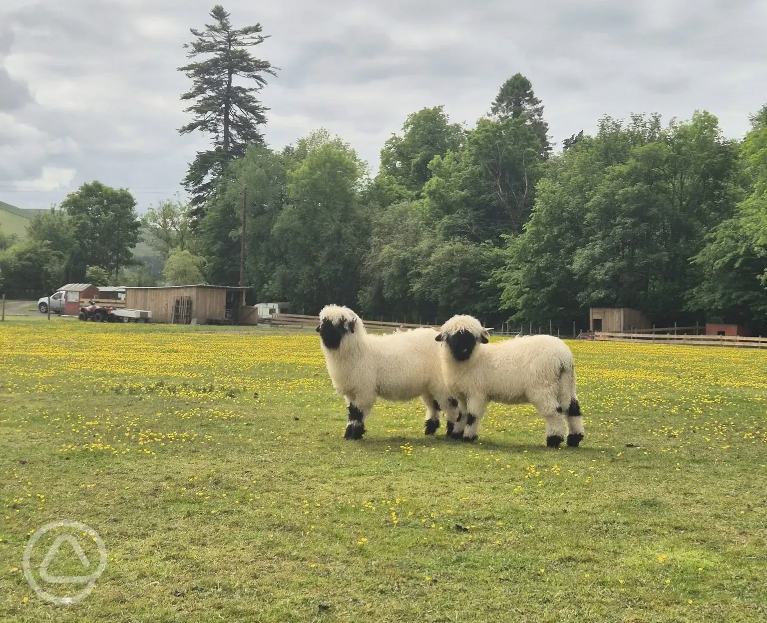Valais Blacknose onsite
