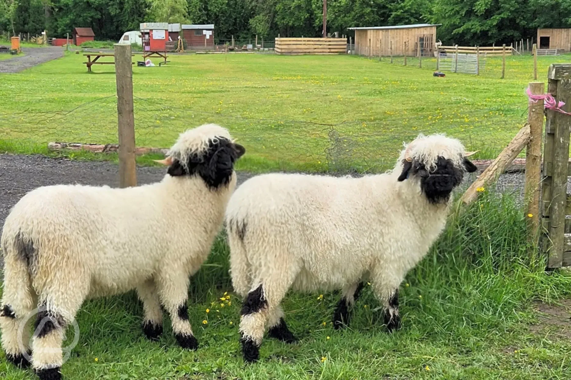 Valais Blacknose onsite